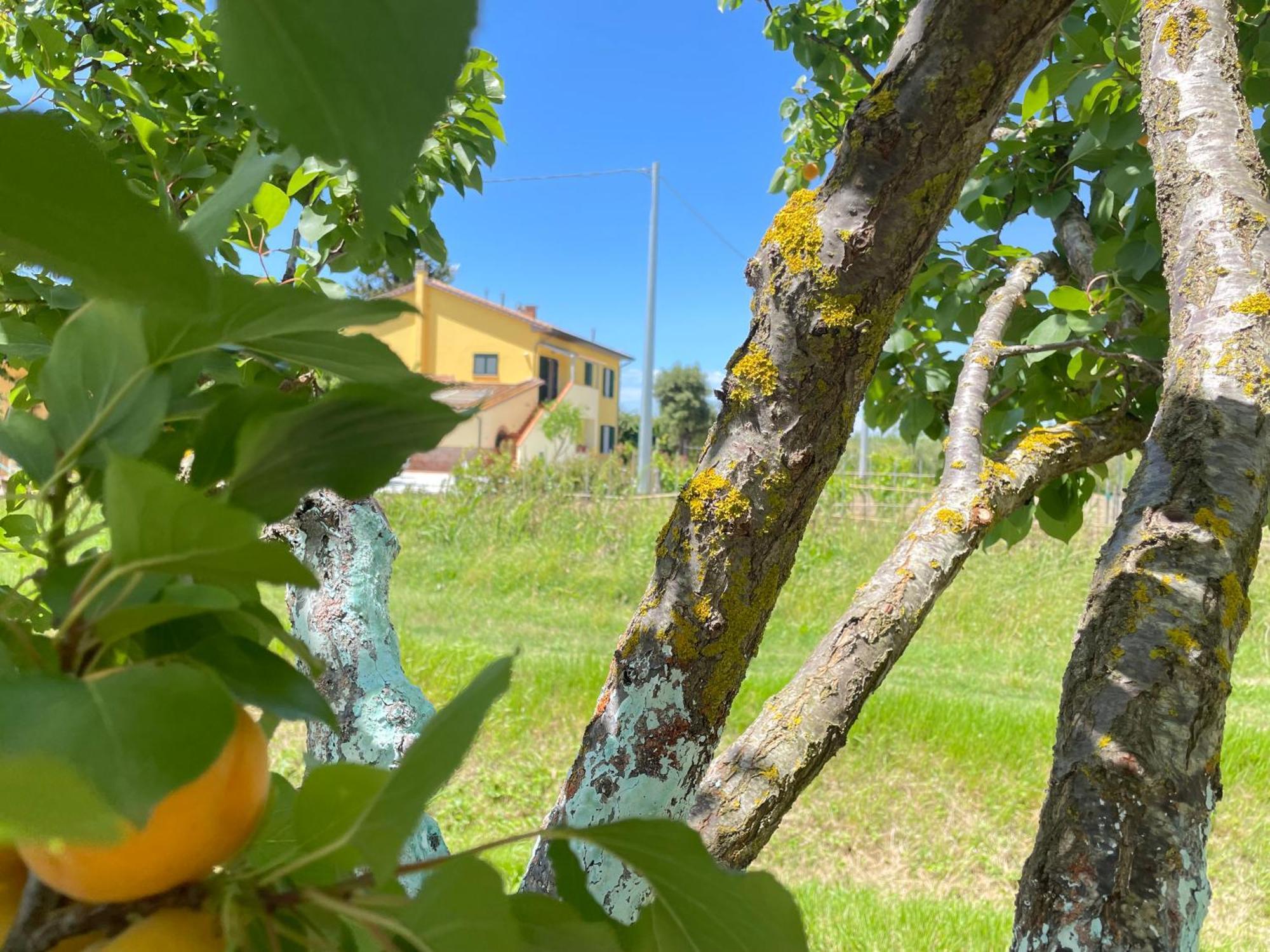 Il Leccio Agriturismo Fiorino エクステリア 写真
