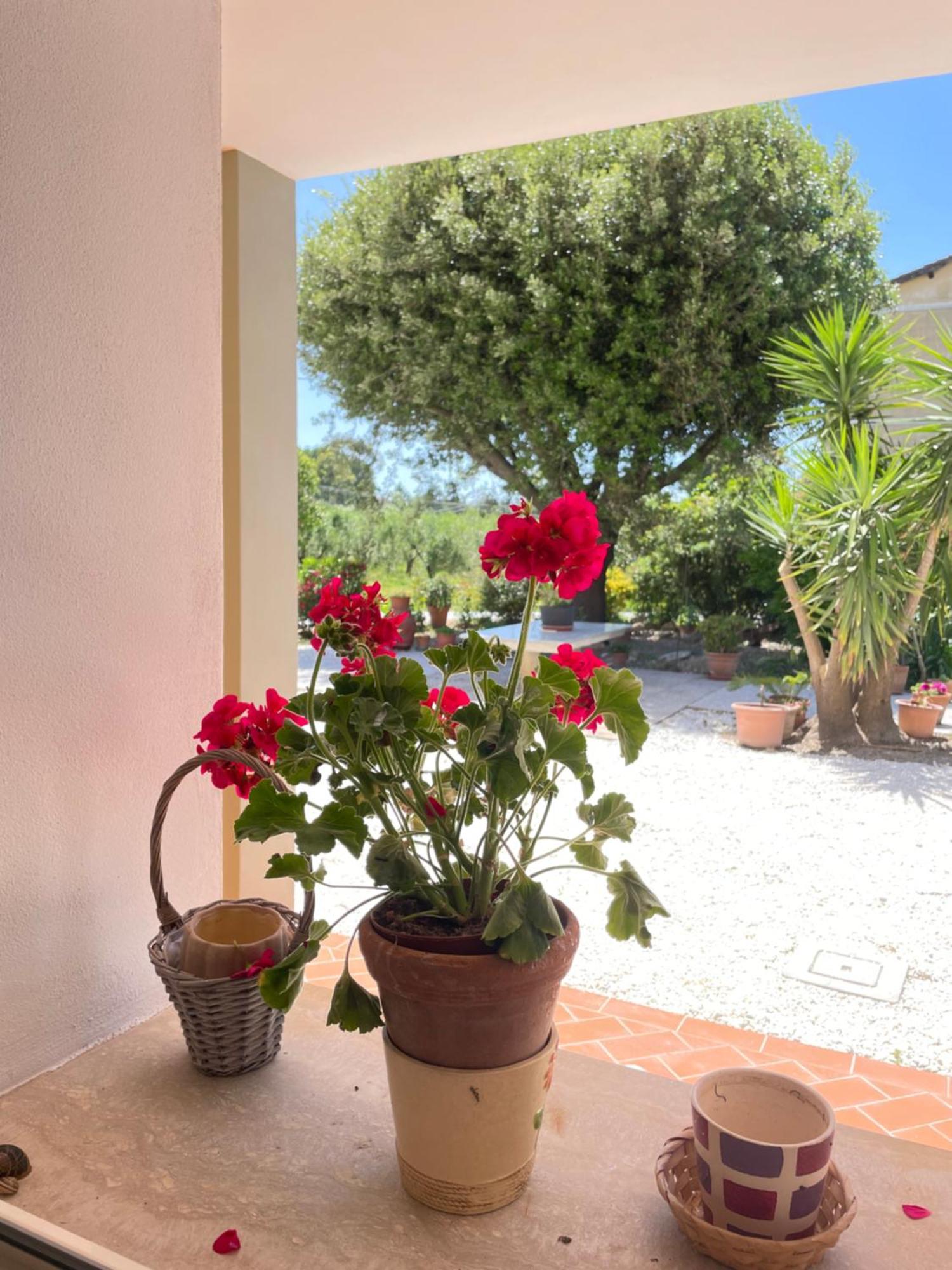 Il Leccio Agriturismo Fiorino エクステリア 写真
