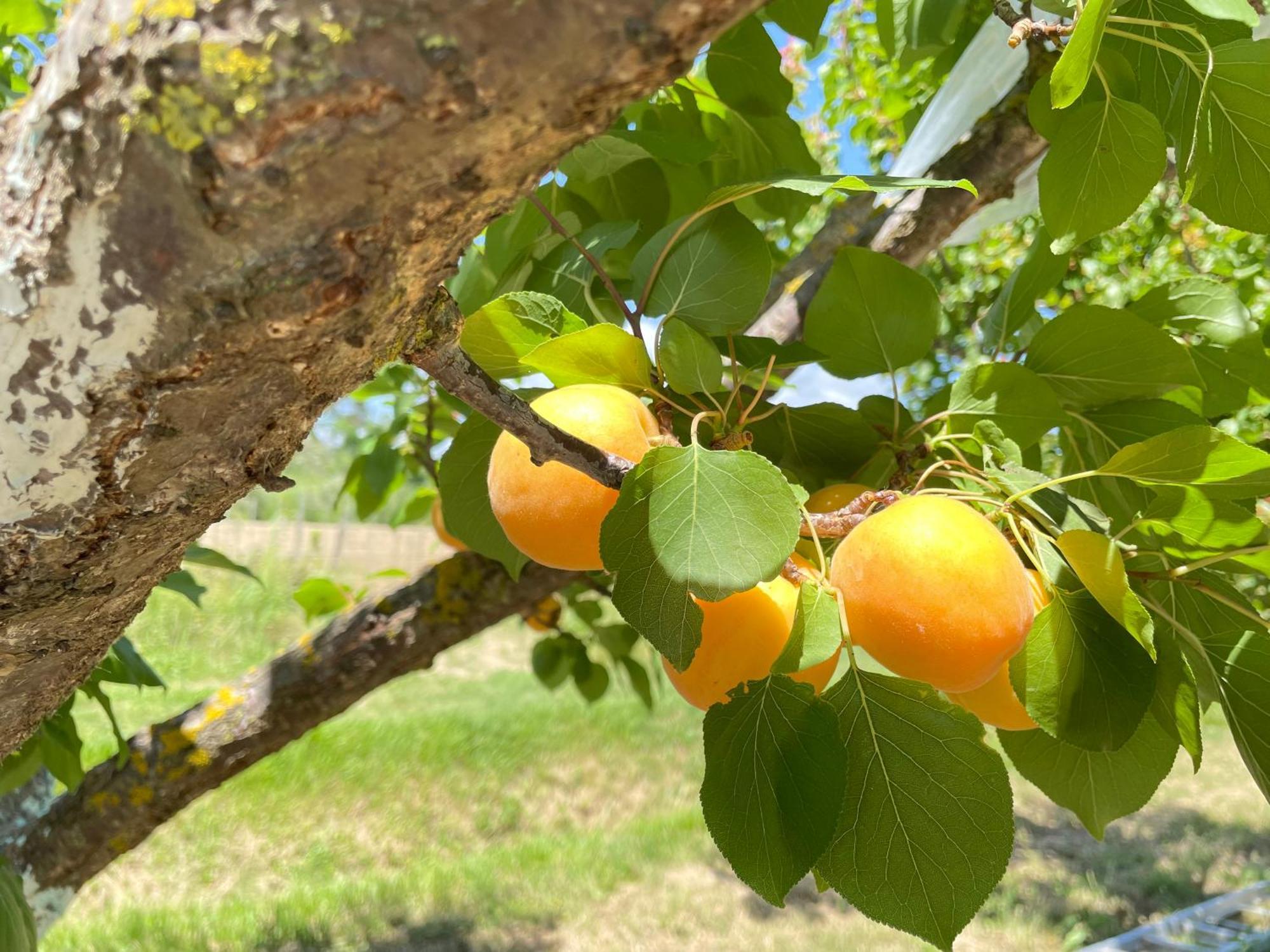 Il Leccio Agriturismo Fiorino エクステリア 写真
