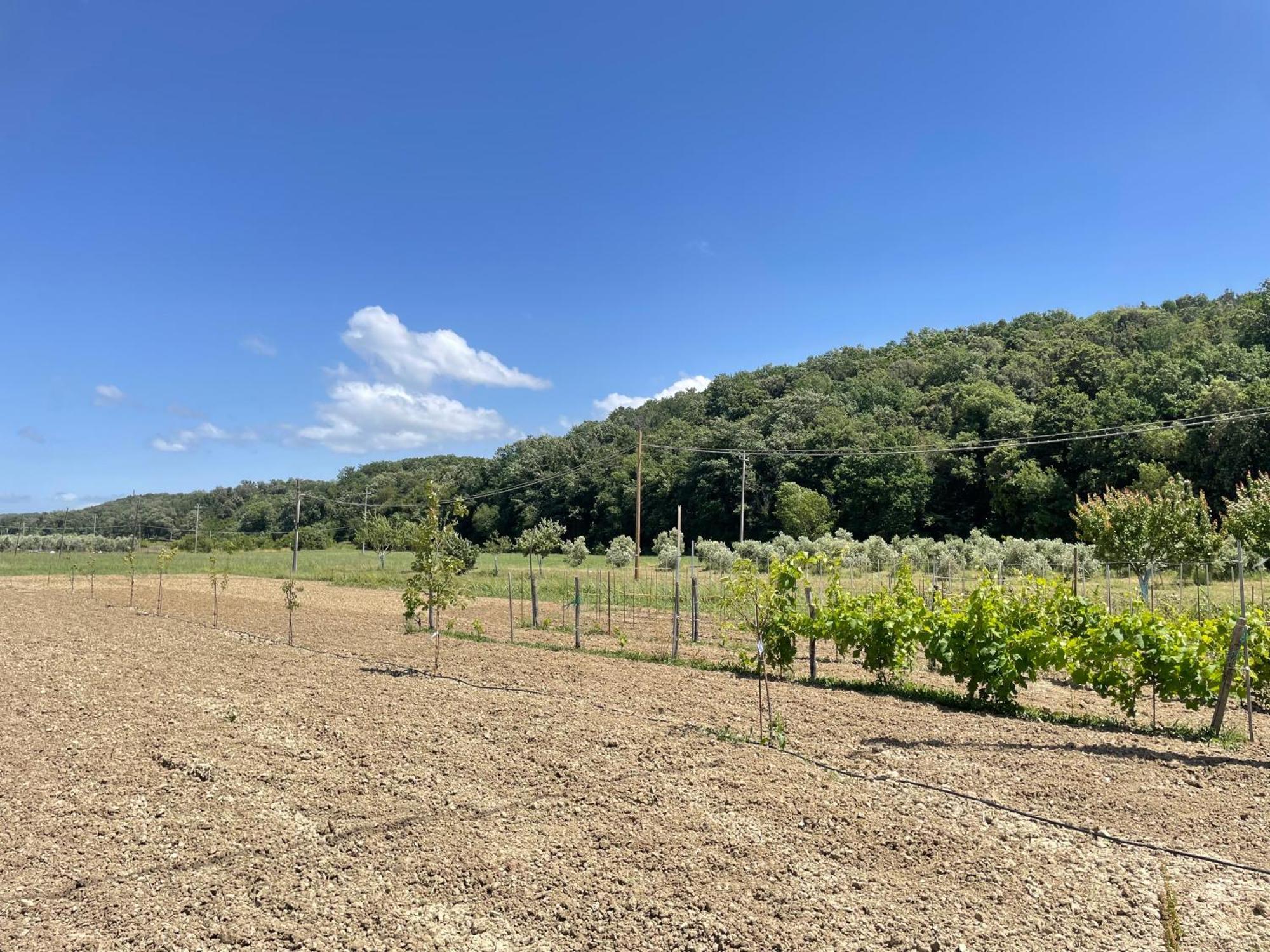 Il Leccio Agriturismo Fiorino エクステリア 写真