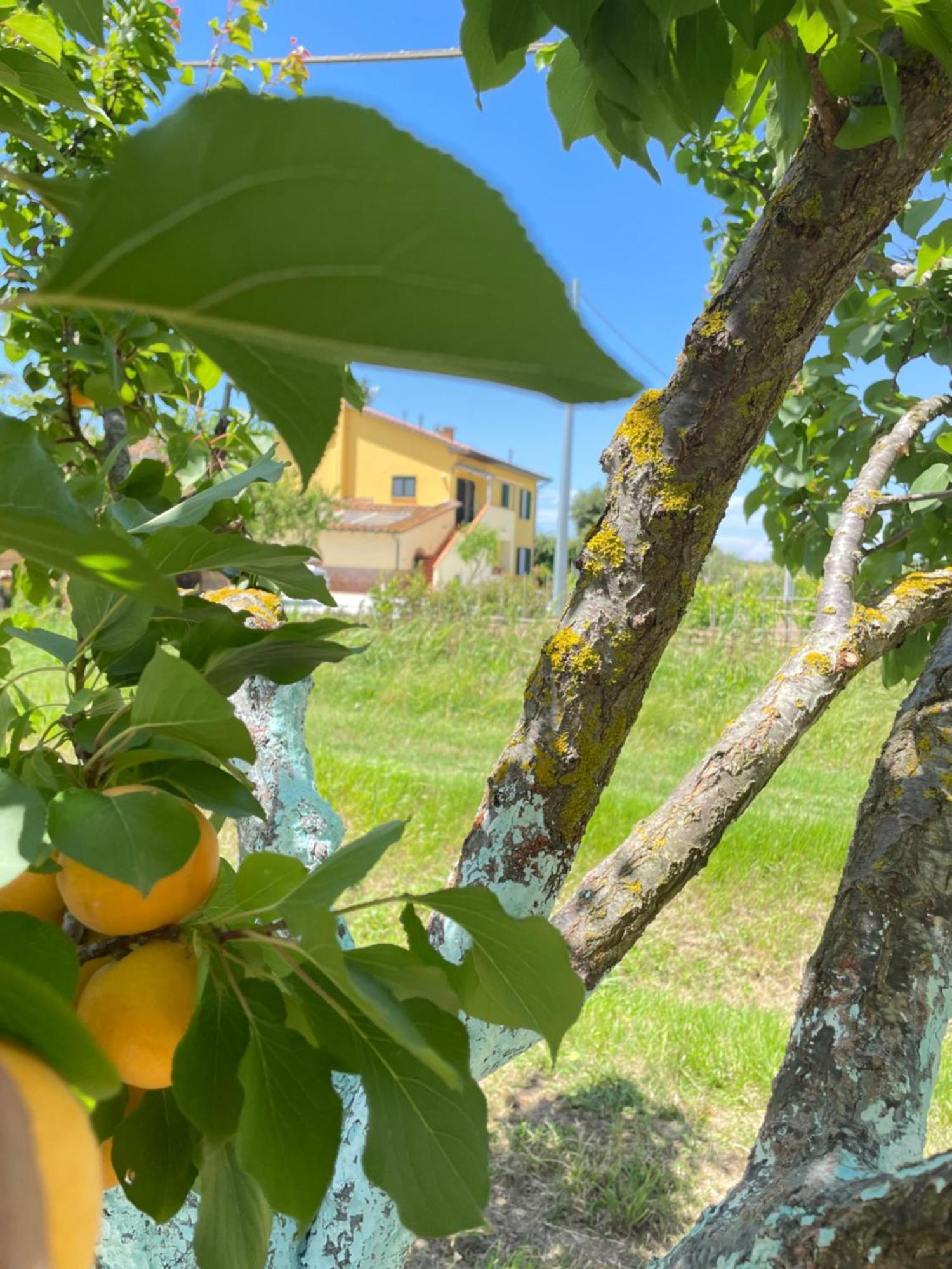 Il Leccio Agriturismo Fiorino エクステリア 写真