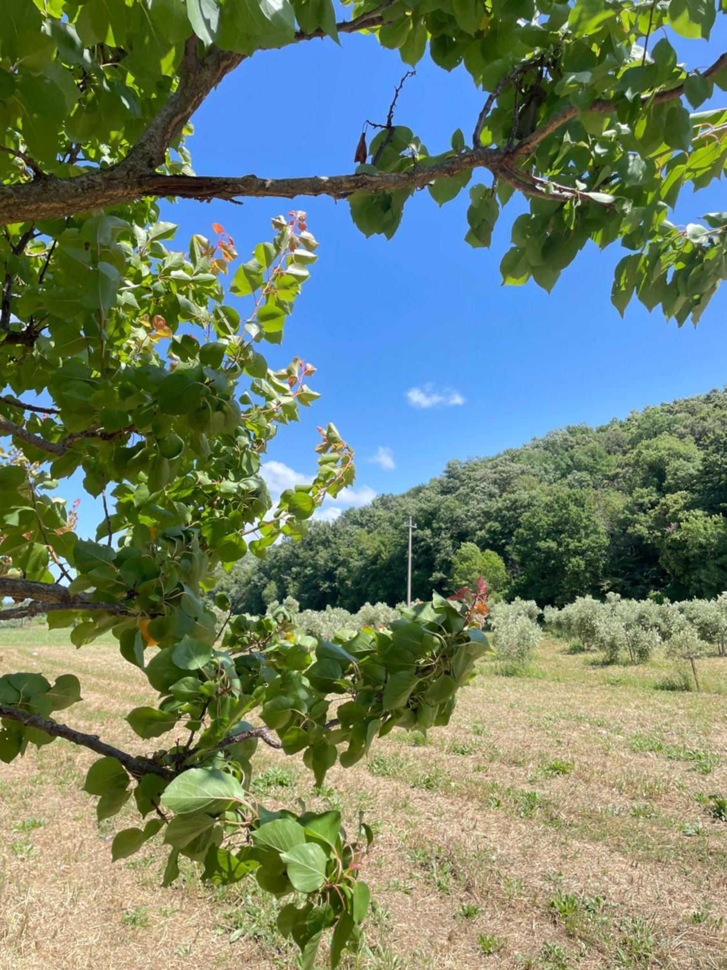 Il Leccio Agriturismo Fiorino エクステリア 写真