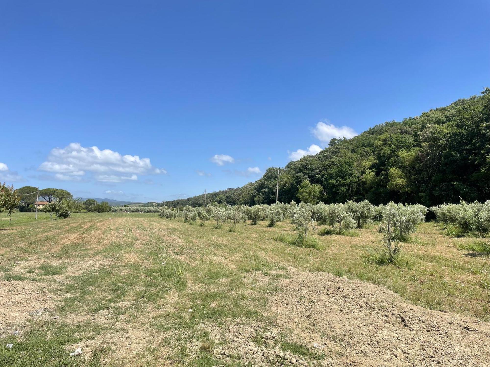 Il Leccio Agriturismo Fiorino エクステリア 写真